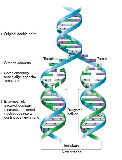 A DNS replikációja Komplementer bázispárosodás: