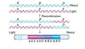 3. A DNS rekombinációja Rekombináció DNS molekula eltörik és újra egyesül Kísérletileg a λ fággal
