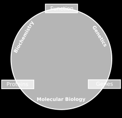 Molekuláris szintű biológiai tudományok Biokémia: az élő szervezetekben lejátszódó kémiai folyamatok tanulmányozása (sejtalkotó komponensek, biomolekulák szerkezete, funkciója) Molekuláris biológia: