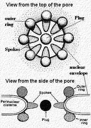Maghártya-pórus jellemzői: Oktogonális szerkezet jellemző rá.
