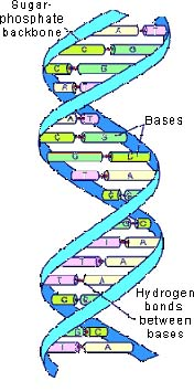 Örökítő anyag: DNS A DNS-lánc antiparallel irányultságú kettős hélixet alkot 2 lánc egymással ellentétes iráyban egymással összecsavarodva fut végig.