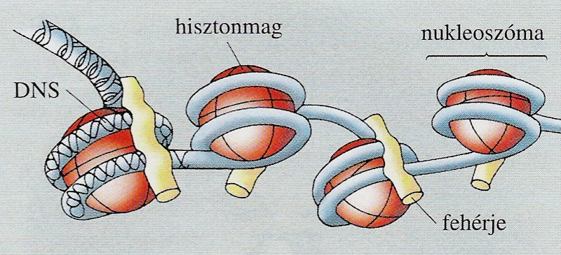 4.) nukleoszóma Kromatidák szerveződési egysége hisztonfehérjékből áll 8