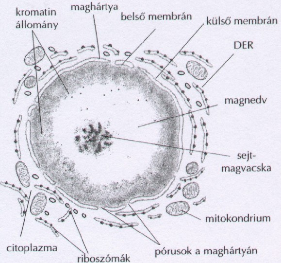 Eukarióta sejtekre jellemző Hiányában a sejt elpusztul Genetikai információt tartalmazó sejtalkotó