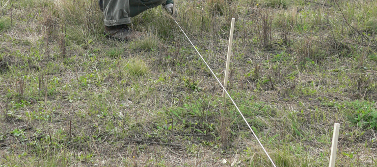 The plants germinated at during the autumn of 2011 were outdoor during the whole winter 4.