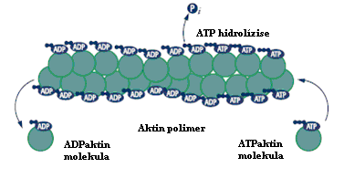 (pointed end, - vég) []. A G-aktin bizonyos fiziológiás feltételek mellett ATP hidrolízise közben polimerizálódik kettős-hélix szerkezetű F-aktinná (4. ábra). 4. ábra. Aktin polimerizációja.