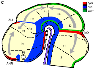 Emx2 Ngn2 Glutamaterg Nkx2.