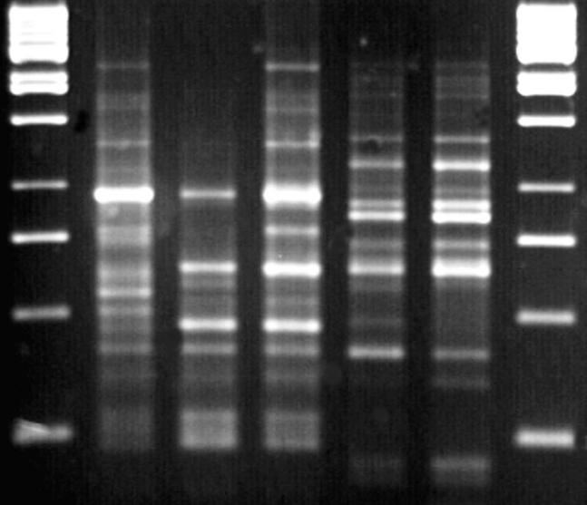 1000 bp 750 bp 500 bp 250 bp M 1 2 3 4 5 M 9. ábra. issr módszerrel, (GTG) 5 primer alkalmazásával kapott PCR-termékek agarózgélelektrofozésise.