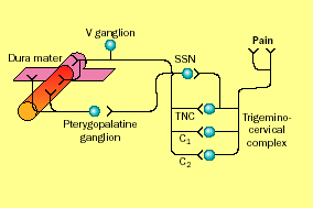 Trigemino - vascular system