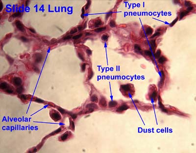 alveolar