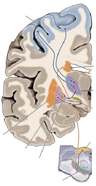 Bazális ganglionok rendszere extrapiramidális pálya automatikus mozgások kivitelezése (Parkinson betegség) mozgató kéreg caudatus mag thalamikus