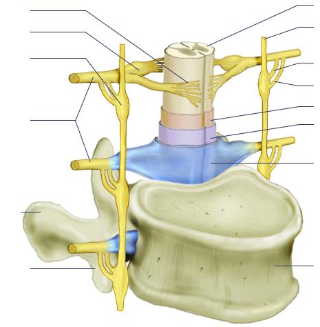 Gerincvelői idegek mellső gyökér csigolya közti dúc szimpatikus dúc hátsó gyökér gerincvelő szimpatikus határlánc