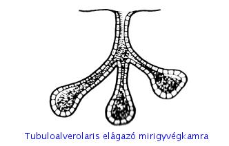 EXKRÉTUM: fölösleges váladék: vizelet, verejték Endokrin mirigyeink(belső elválasztású mirigyek) agyalapi mirigy, tobozmirigy, pajzsmirigy, mellékpajzsmirigy, csecsemőmirigy, hasnyálmirigy,