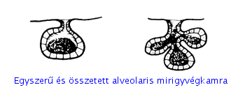Mirigyhám csoportosítása: elválasztás módja szerint Mirigyhám Endokrin (belső elválasztású)a vérbe ürítik váladékukat(szekrétum) a váladék mely hasznos,szükséges a szervezet működéséhez Neve-Hormon: