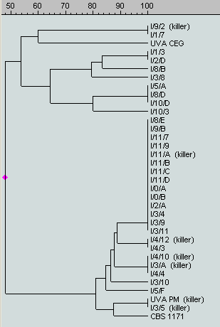 Spontán erjedő tokaji aszúborból izolált S. cerevisiae törzsek genetikai változatossága különböző aszúáztatási módszerek esetén (Pomázi et al.
