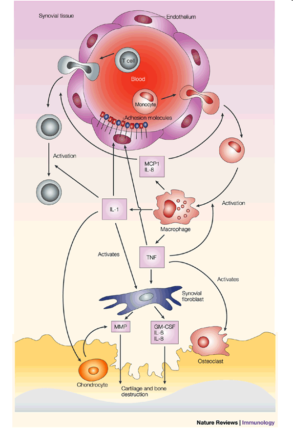 Krónikus synovitis HLA-DR4 Patomechasnizmus: IV.