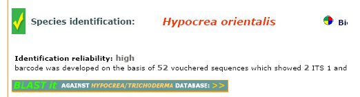 ITS-szekvenciákon alapuló törzsazonosítás TrichOKey v. 2.0 www.isth.
