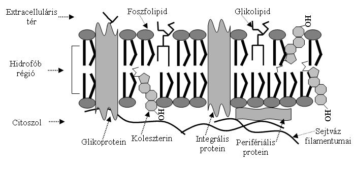 Ábra 1. Lipid molekulák lehetséges mozgás típusai a Lipid raft membránban. modell (lipid tutajok) Ábra 2. A klasszikus membrán modell.