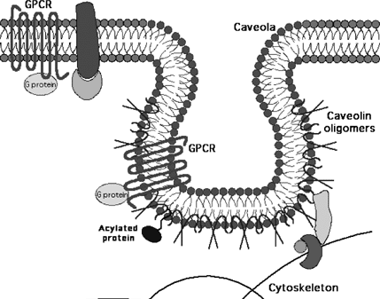 Ábra 4. Egy jellegzetes kaveola domén szerkezete. G- protein-kapcsolt receptorral, a citoszol felöli részén kaveolin oligomerrel, amint a citoszkeletonhoz (sejtváz) proteinek segítségével kapcsolódik.