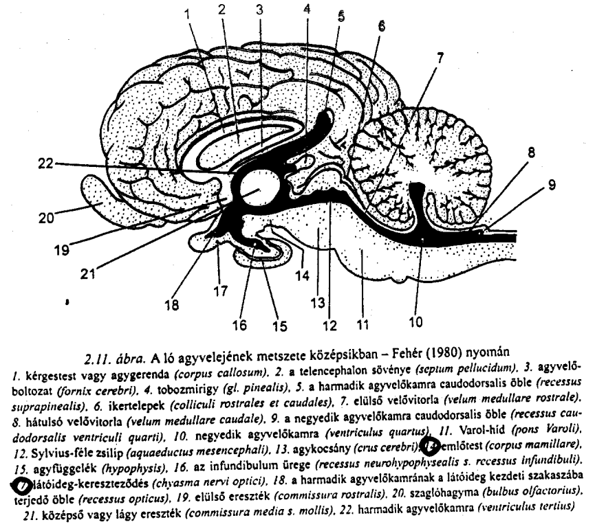 A hypothalamus-hypophysis