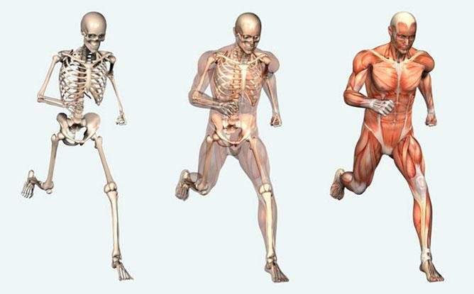 (conductivitas). Az izmok a mozgás aktív szervei, összehúzódva a mozgás passzív szerveit a csontokat mozgatják, mint egy vagy kétkarú emelők működnek.
