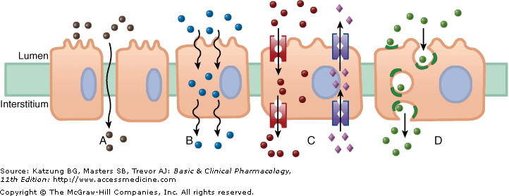 Gyógyszer permeáció lehetőségei: Intercelluláris (paracelluláris) passzív transzport (a) Megfelelő tulajdonságok esetén passzív transzport (b).