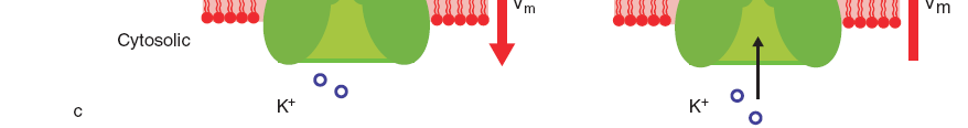 Anti-NMDAR encephalitis: NMDA receptor NR2 NR1 NR2 NR1 Ionotróp glutamát receptor Egyik legelterjedtebb excitatoros
