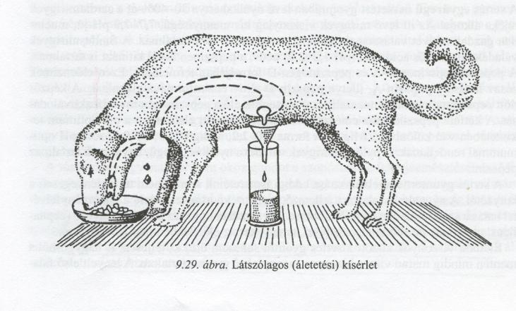 A feji (cephalikus) szakasz vizsgálata (Pavlov-féle áletetési