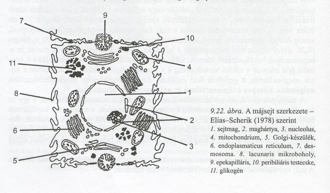 A MÁJ (hepar) A máj működési egysége a májlebenyke.