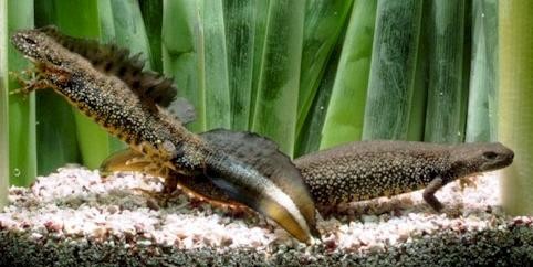 Tarajos gőte (Triturus cristatus) Státusz: Mérsékelten veszélyeztetett Magyarországon védett Pénzben kifejezett érték: 2000 Ft Osztály: Kétéltűek (Amphibia) Rend: Farkos kétéltűek (Caudata) Alrend: