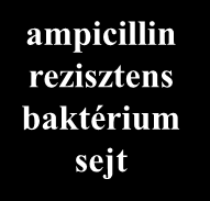 Antibiotikum rezisztencia gének átadása ampicillin rezisztens