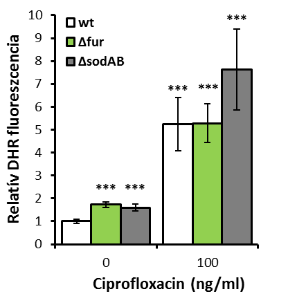 14. ábra. Reaktív oxigéngyökök felhalmozódása 100 ng/ml ciprofloxacin kezelés hatására vad típusú, Δfur és ΔsodAB törzsekben.