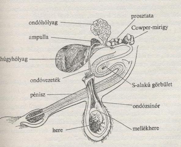 A hímvessző (penis) A hím állatok merevedésre képes, erectilis közösülő szerve. Az ülővágányról ered két szárral.
