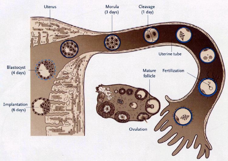 Blastocystaképződés Amikor a morula belép az uterus üregébe. A zona pellucida-n keresztül folyadék áramlik az intercelluláris térbe, ezek folyamatosan összefolynak és kialakul a blastocoel.