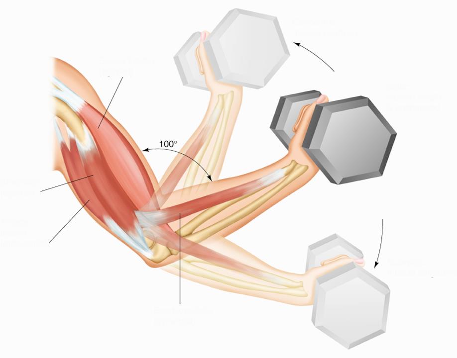 Az izomkontrakció típusai Agonista, antagonista és szinergista izmok karhajlításnál m. biceps brachii (agonista) Koncentrikus izomaktivitás: Izomrövidülés (dinamikus) m.