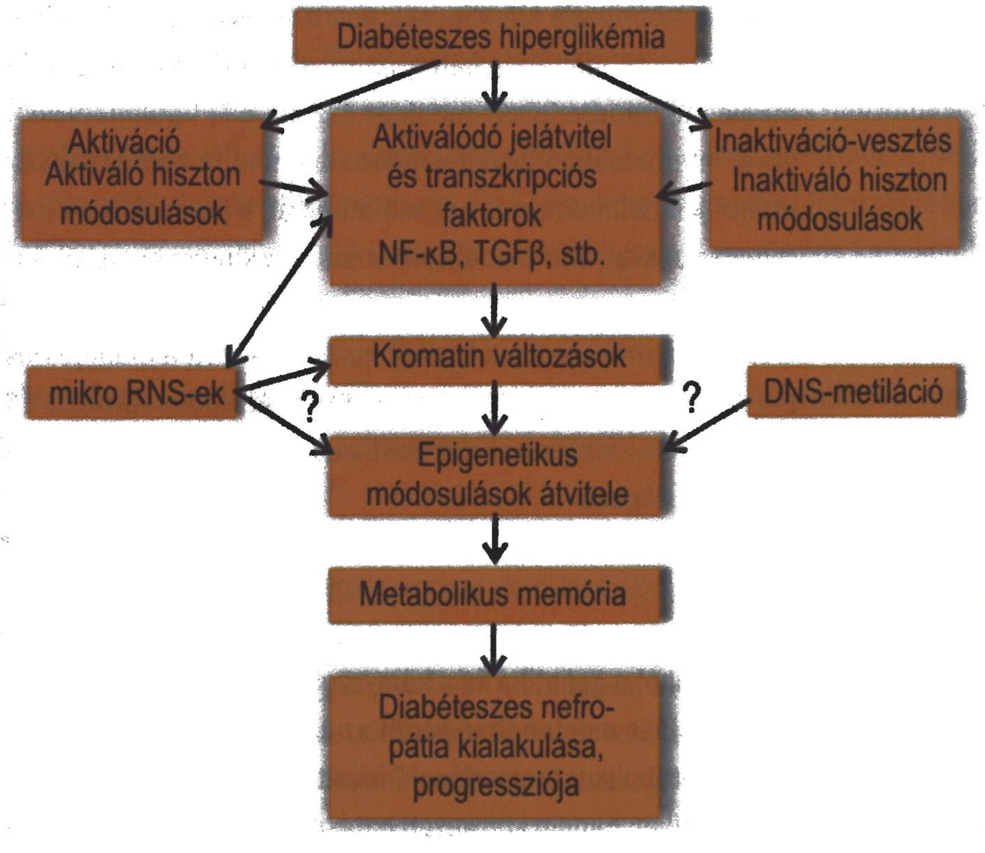 Az epigenetikai folyamatok szerepe a diabeteses nephropathia