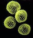 A 2013. évi parlagfű pollenszezon általános értékelése II.