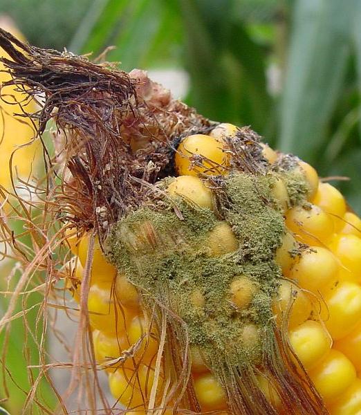 Aflatoxintermelő Aspergillus fajok előfordulása