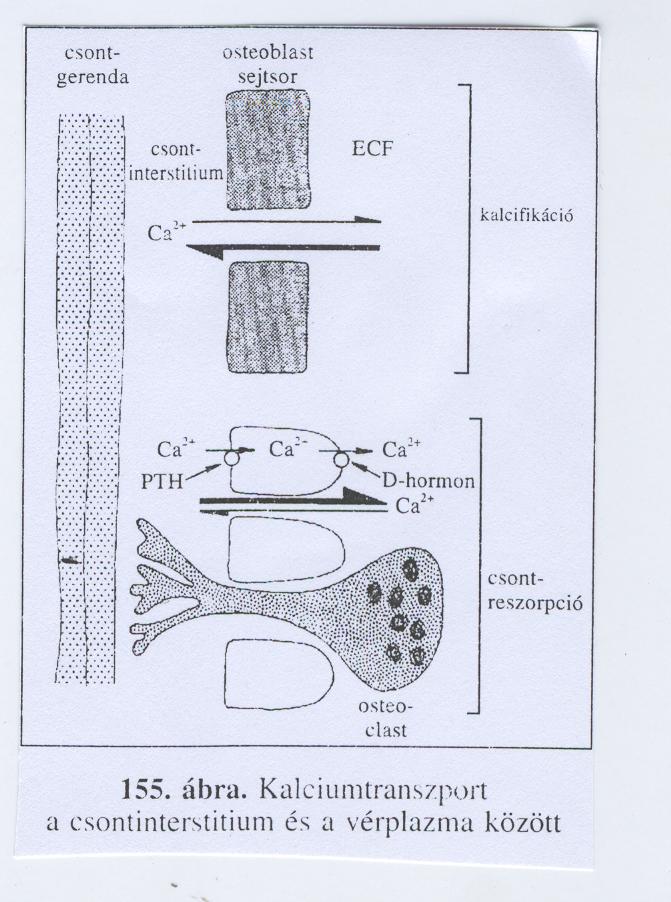 A csontosodás és a csontreszorpció folyamata Csontosodás: EC testnedv ph=7,4; [Ca 2+ ]*[HPO 4 2- ] ionszorzata állandó, ha az egyik ion koncentrációja nő, a másik csökken, miközben kicsapódik,