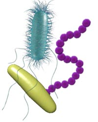 Baktériumok Gömb: Monokokkusz Diplokokkusz