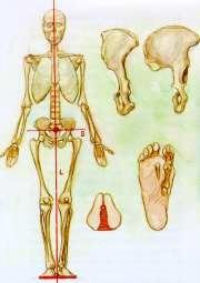 A felegyenesedett járás alapvető változásokat okozott az ember csontvázában is, különösen a láb, a térd és a medence változott meg nagymértékben.