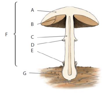 7. A Kerti csiperke alaktani vizsgálata Bevezető kérdések 1. Nevezd meg a kalapos gomba részeit! A. B. C. D. E. F. G. 5. Kalapos gomba testfelépítése 2.