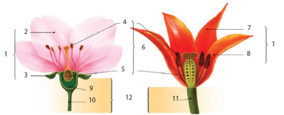 11. A GYERMEKLÁNCFŰ ALAKTANI VIZSGÁLATA Bevezető kérdések 1. A zárvatermők melyik két osztályára jellemző ez a kétféle virágfelépítés? Írd a képek fölé! Nevezd meg a virág részeit!