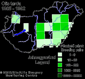 Elterjedés - állományhelyzet Európában: Német-Lengyel síkság, Ibériai-félsziget, Kárpátmedence, dél-ukrán és dél-orosz sztyeppék; 1969-ben (védetté nyilvánítás) még 2700 pld-t becsültek, napjainkban