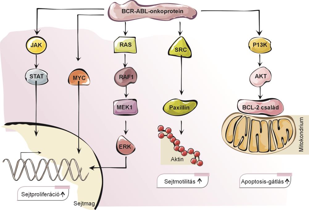 Protoonkogén - onkogén átalakulás transzlokációval (fúziósgén) BCR (22q11) 1 23 4 5 6 7 8 9 10 11-15 16 17 18 19