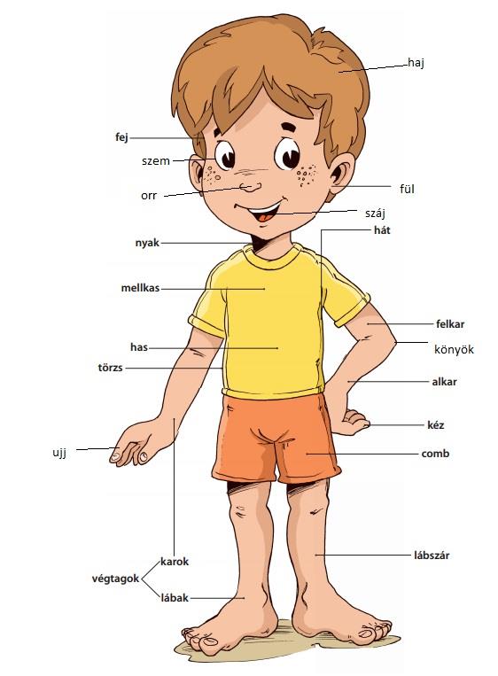 Iskolaérett a gyermekem? 4 Testrészeit megnevezi? Dominancia kialakult? Ismeri a saját testét, biztonsággal tájékozódik rajta: tisztában van testrészei nevével és helyével.