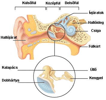 1. ábra A fül felépítése 4 2. ábra Középfül felépítése 5 A középfület, a három hallócsontot: a kalapácsot, a kengyelt és az üllőt tartalmazó dobüreg és a fülkürt alkotja (2. ábra).