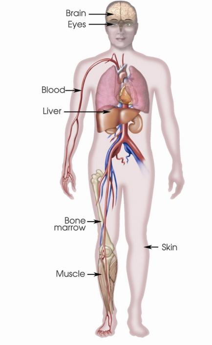 5 unipotens nem-osztódó zigóta: totipotens hámsejt neuron pigment sejt spermium petesejt ektoderma Csíravonal sejtek zigóta hólyagcsíra bélcsíra totipotens belső sejttömeg