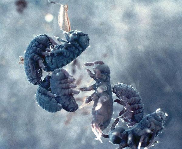 Poduridae Podura aquatica Vízi ugróvillás - 2 mm, kék - vízpart, vízfelszín, hó ugróvilla lapos, hosszú -