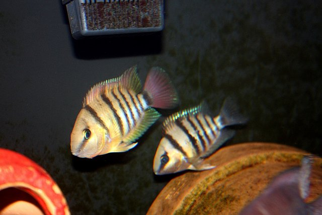 egyöntetűen megcáfolták, mivel a két nemet soha nem találták egy ágon, most viszont erős kapcsolatot tártak fel a Herotilapia és a Tomocichla között.