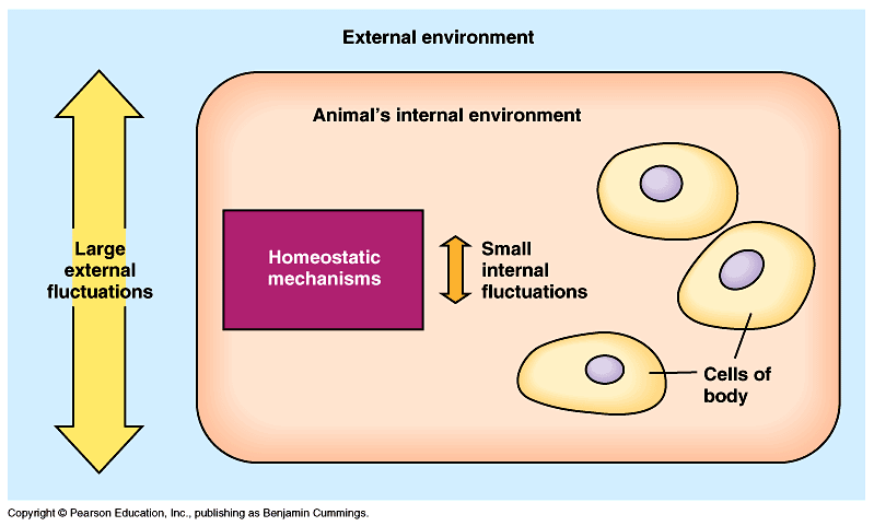 Extracelluláris folyadék: a belső környezet Külső környezet belső környezet sejtek Bőr Lippincott: Medical physiology 2 nd 5 Belső környezet - milieu intérieur A belső környezet állandósága azt